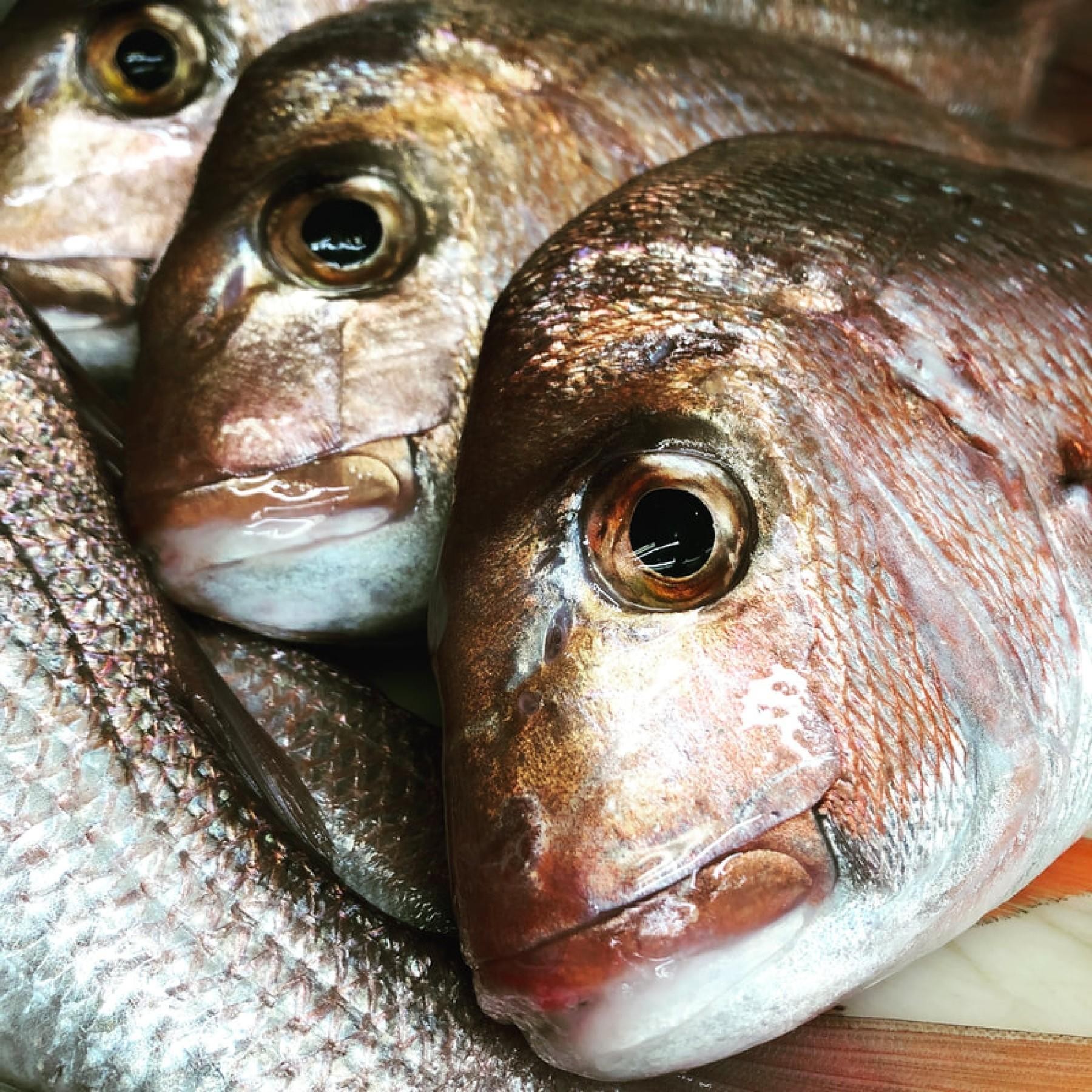 FRESH Fish Shop Amazing opportunity- EBS