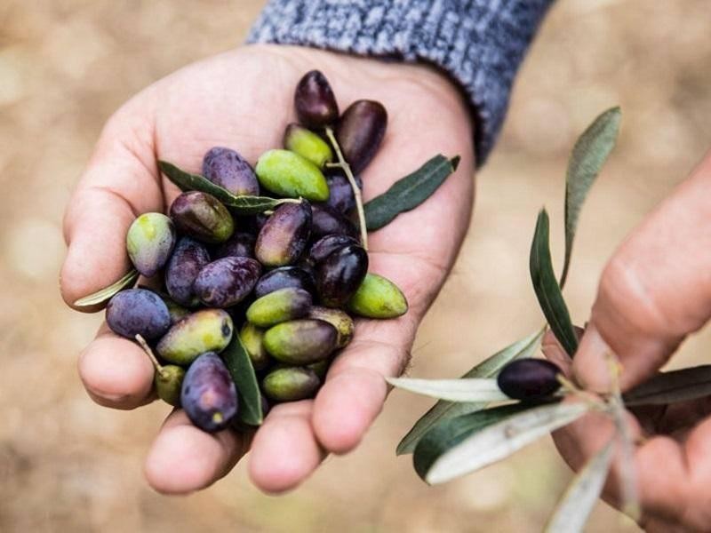 AGRICULTURAL FREEHOLD & BUSINESS - $3.9M (15118)