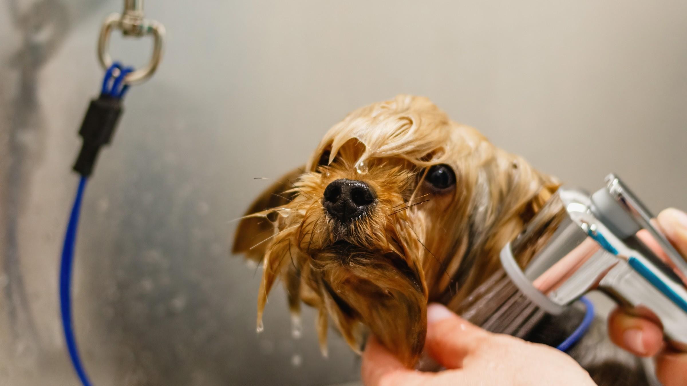 Profitable medium size dog grooming business  Sutherland Shire