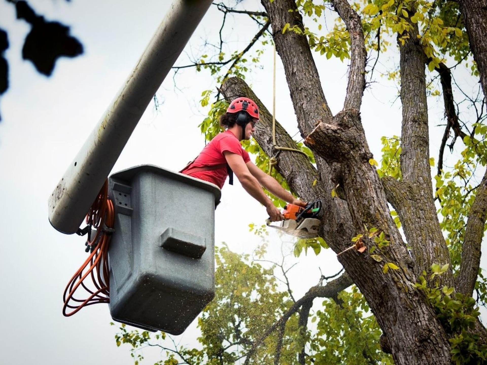 Highly Profitable Tree Servicing & Arborist Business - QLD