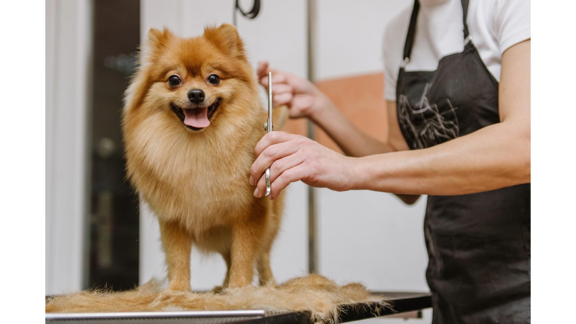 Pet Grooming Salon Sutherland Shire - Semi-Managed, High-Profit, New 3+3 Year Lease